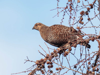 Black Grouse (female or Greyhen)