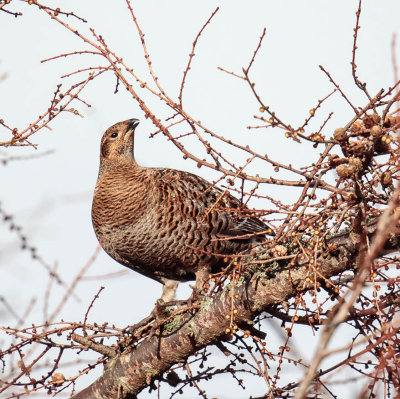 Black Grouse (female or Greyhen)
