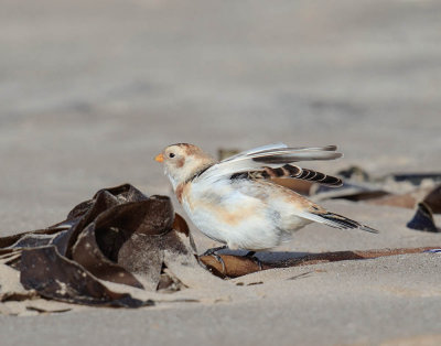 Snow Bunting 