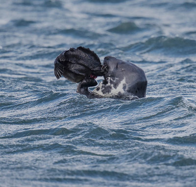 Grey Seal