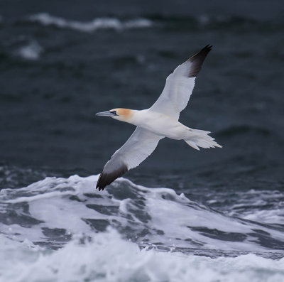 Gannet 