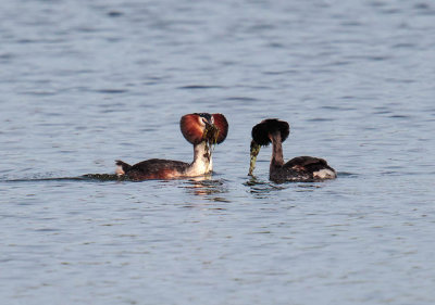 Great Crested Grebes 