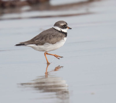 Ringed Plover 