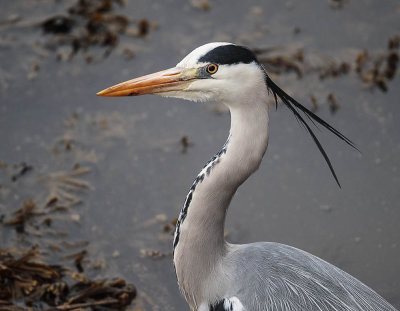 Grey Heron 