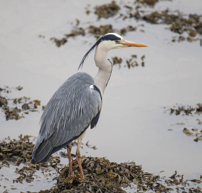 Grey Heron 