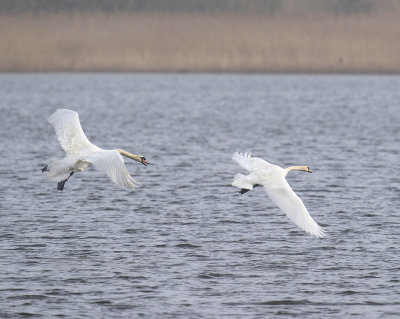 Mute Swans                 