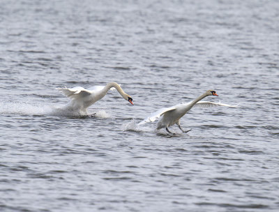 Mute Swans 