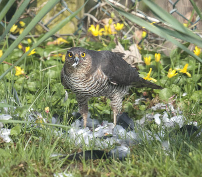 Sparrowhawk 