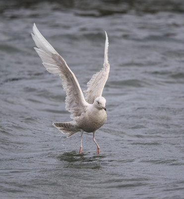 Iceland Gull (1st w)