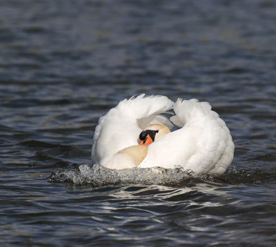 Mute Swan 