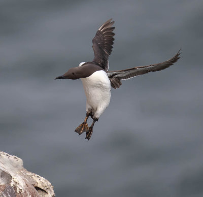 Guillemot 