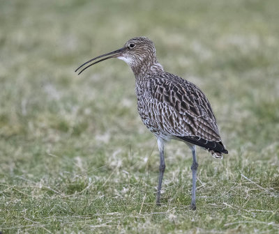 Curlew 