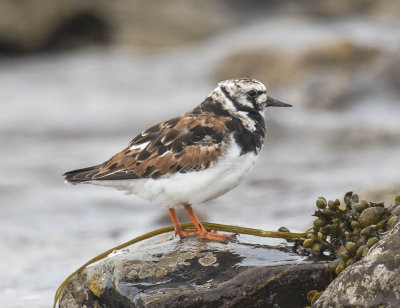 Turnstone 