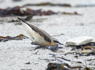 Wheatear 
