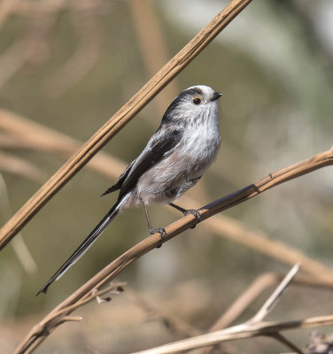 Long-tailed Tit 