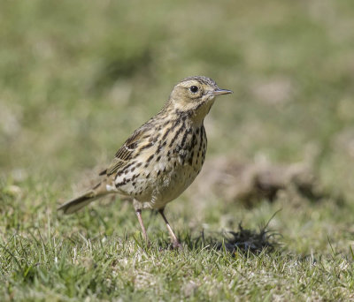 Tree Pipit 