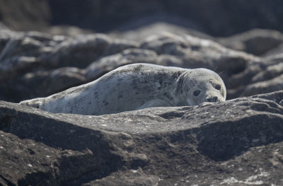 Grey Seal pup