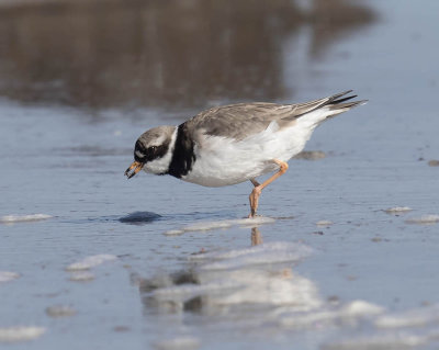 Ringed Plover