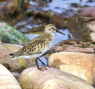 Dunlin 
