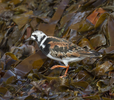 Turnstone 