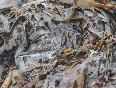 Purple Sandpiper 