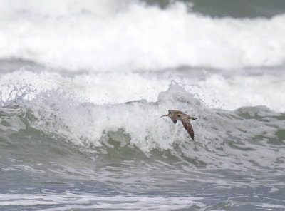 Whimbrel 