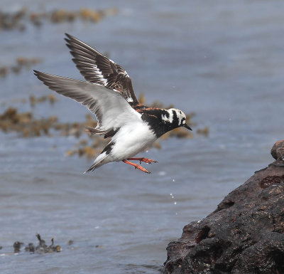 Turnstone 