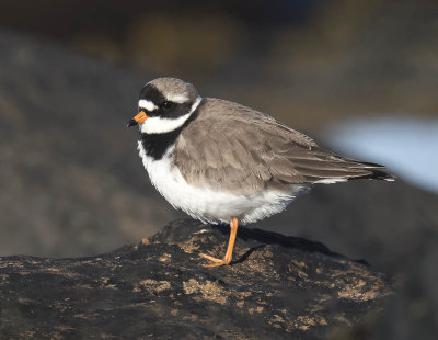 Ringed Plover 