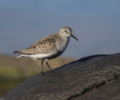Dunlin