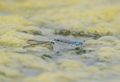 Common blue Damselflies