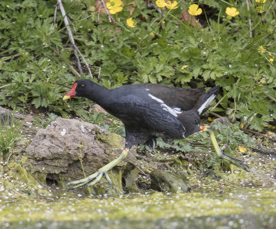 Moorhen 