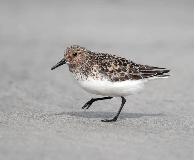 Sanderling