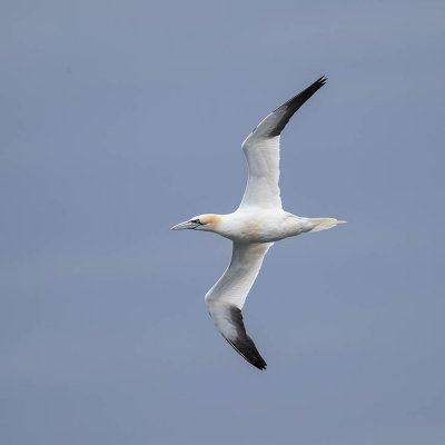 Gannet 