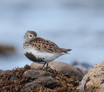 Dunlin.