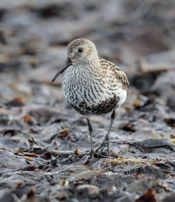 Dunlin 