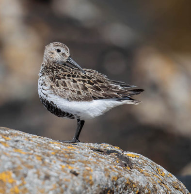 Dunlin 