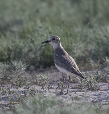 Caspian Plover (female)