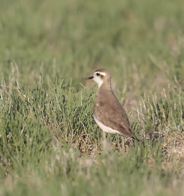 Caspian Plover (male)