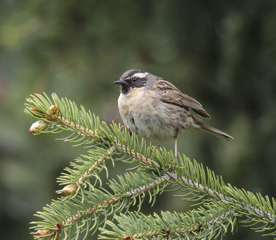 Black-throated Accentor 