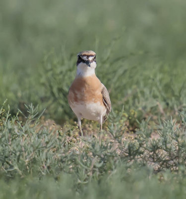 Greater Sand Plover 