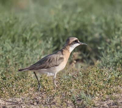 Greater Sand Plover 