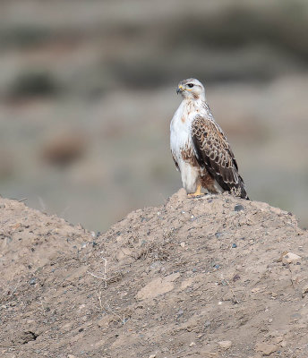 Long-legged Buzzard 