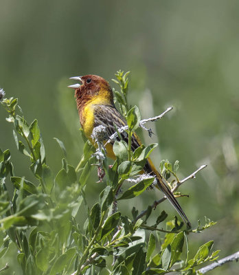 Red-headed Bunting 