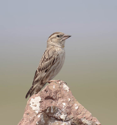 Rock Sparrow 