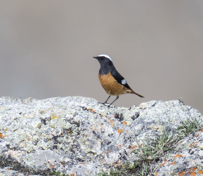 Guldenstadt's Redstart 