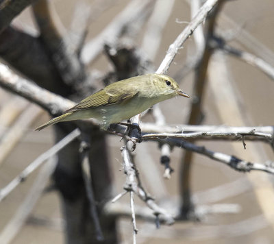 Greenish Warbler 