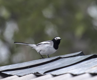 Masked Wagtail (White Wagtail ssp personata)