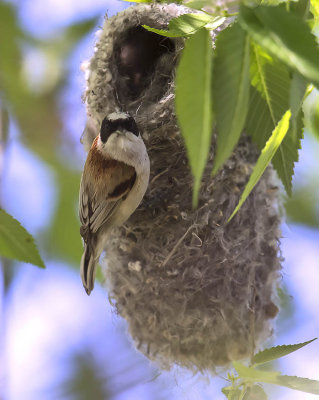 White-crowned Penduline Tit 