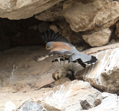 Lesser Kestrels 