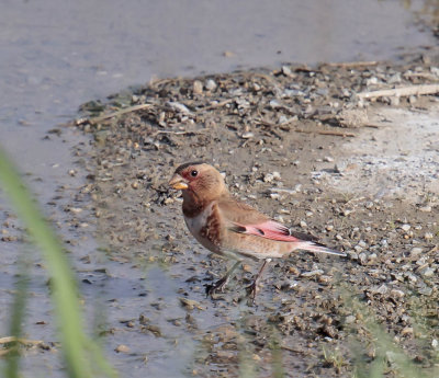 Crimson-winged Finch (male)